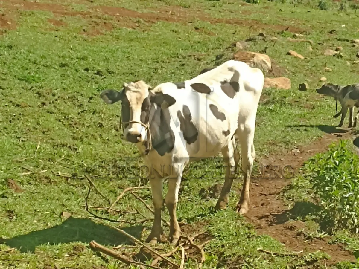 LOTE 001 - Cinco vacas de leite