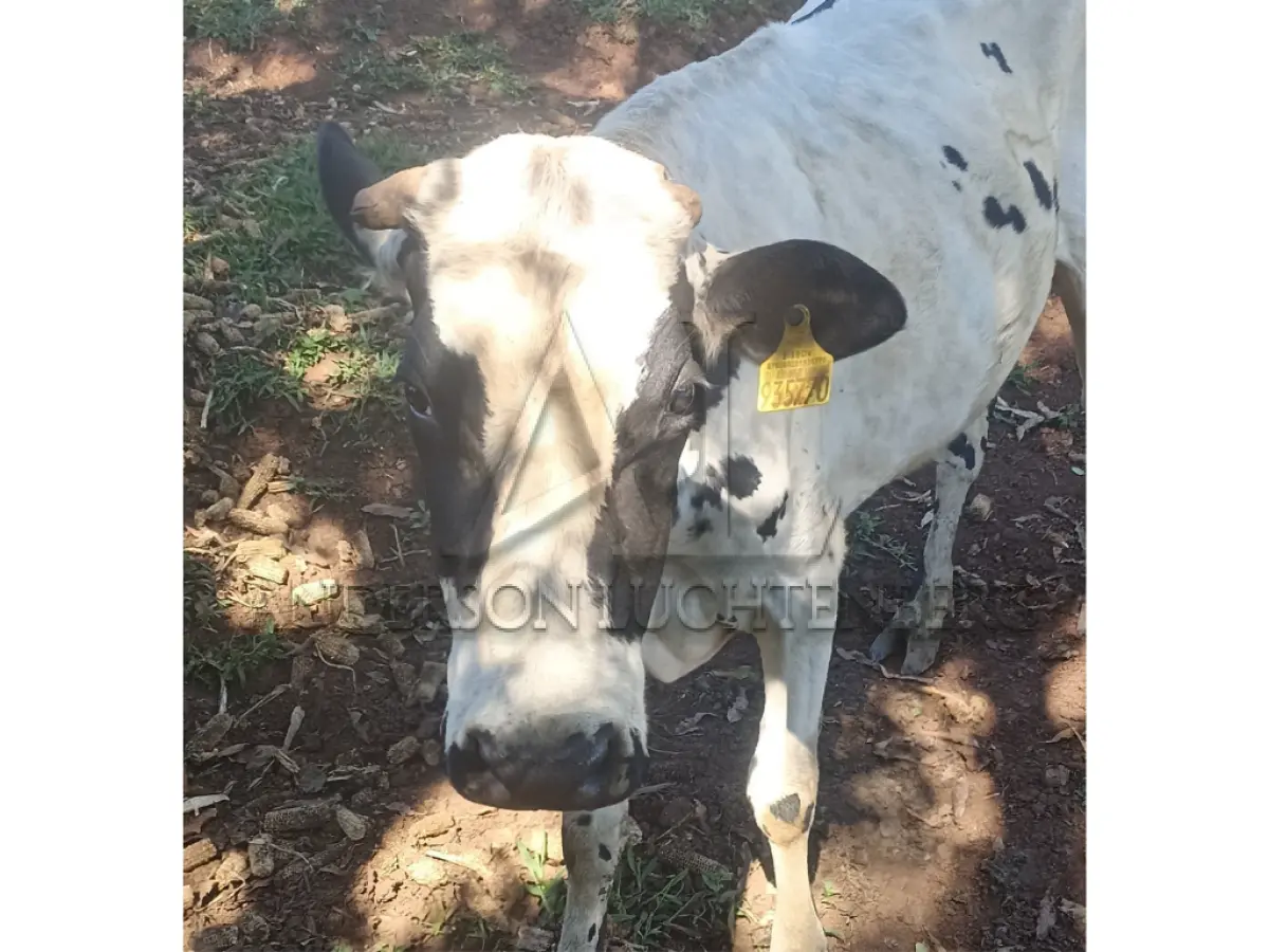 LOTE 001 - Cinco vacas de leite