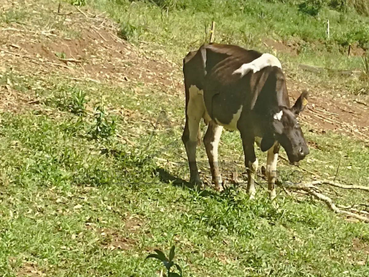 LOTE 001 - Cinco vacas de leite
