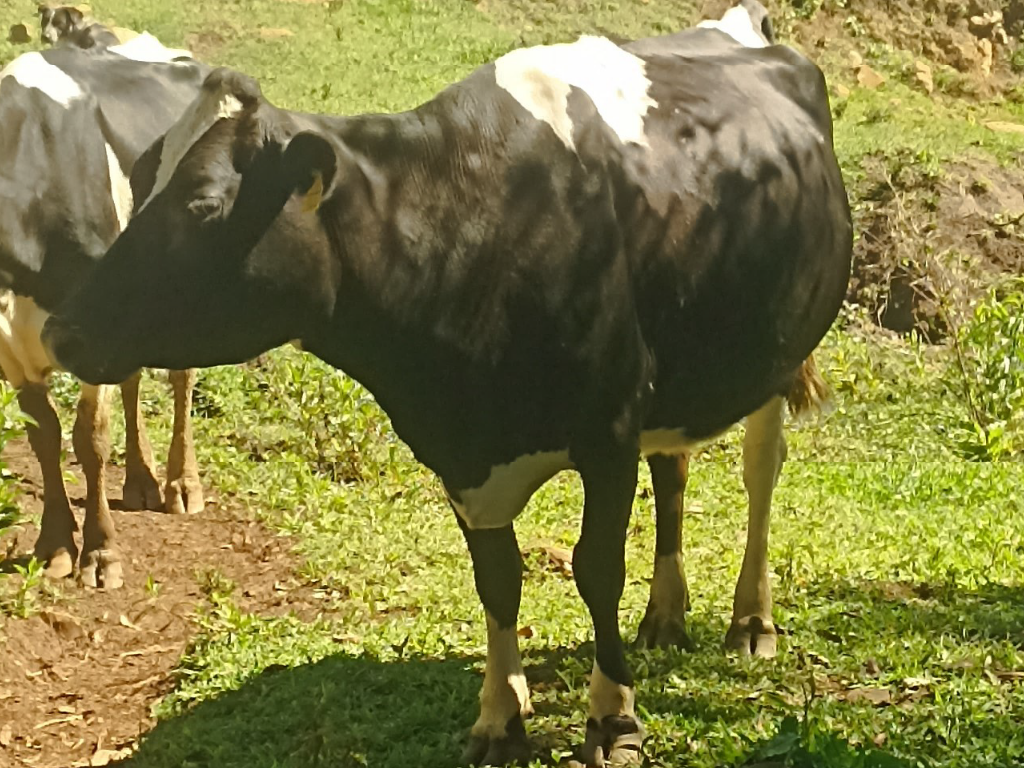 Cinco vacas de leite - Cidade Campos Novos -SC